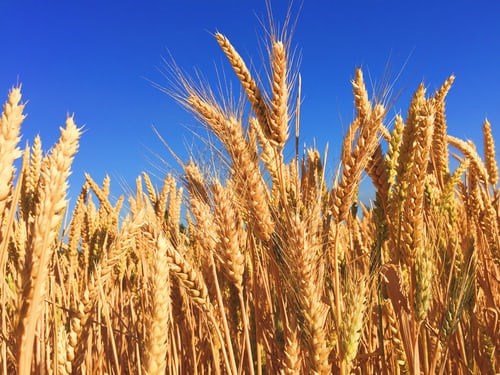 Wheat Background